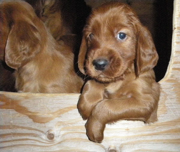 Kennel club best sale irish setter puppies